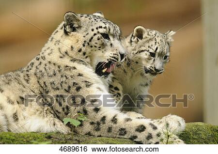 Stock Photograph - Young and adult snow leopard . Fotosearch