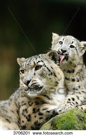 Stock Image - Young and adult Snow Leopard (Uncia uncia) . Fotosearch