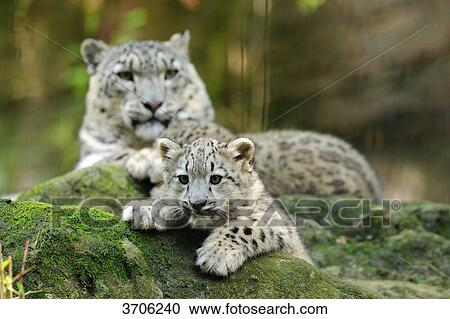Stock Image - Young and adult Snow Leopard (Uncia uncia) . Fotosearch