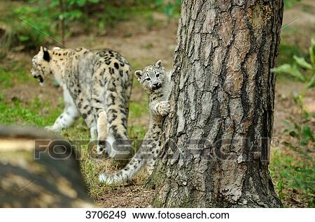 Young and adult Snow Leopard (Uncia uncia) View Large Photo Image Stock Photo - Young and adult Snow Leopard (Uncia uncia) . Fotosearch