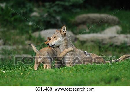 Young and adult wolf (Canis lupus) in a meadow View Large Photo Image Stock Photo - Young and adult wolf (Canis lupus) in a meadow . Fotosearch