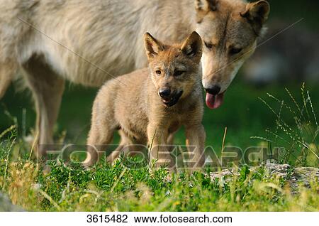 Young and adult wolf (Canis lupus) walking in a meadow View Large Photo Image Stock Image - Young and adult wolf (Canis lupus) walking in a meadow . Fotosearch