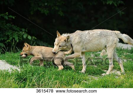 Young and adult wolf (Canis lupus) walking in a meadow View Large Photo Image Stock Photo - Young and adult wolf (Canis lupus) walking in a meadow . Fotosearch
