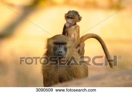 Young baboon (Papio papio) riding on mother animal, front view View Large Photo Image Stock Photo - Young baboon (Papio papio) riding on mother animal, front view . Fotosearch