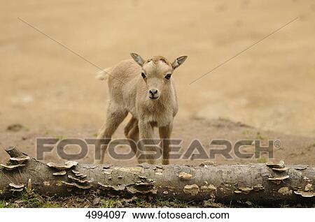 Stock Photo - Young Barbary Sheep (Ammotragus lervia) . Fotosearch