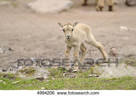 Stock Photograph - Young Barbary Sheep (Ammotragus lervia) . Fotosearch