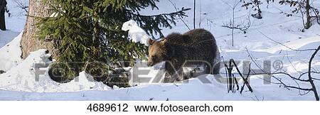 Young brown bear in snow, Bavarian Forest, Germany View Large Photo Image Stock Image - Young brown bear in snow, Bavarian Forest, Germany . Fotosearch