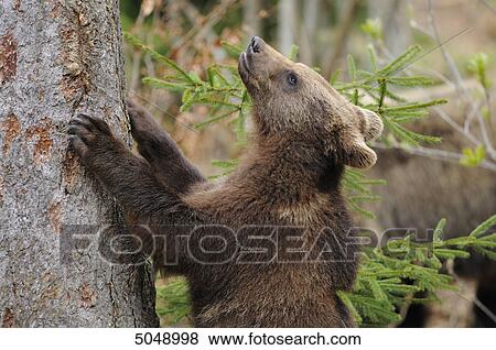 Stock Photo - Young brown bear (Ursus arctos) at tree trunk, National Park Bavarian Forest, Germany . Fotosearch