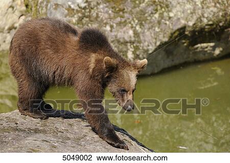 Stock Image - Young brown bear (Ursus arctos) in National Park Bavarian Forest, Germany . Fotosearch
