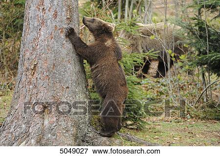 Young brown bear (Ursus arctos) in National Park Bavarian Forest, Germany View Large Photo Image Stock Photo - Young brown bear (Ursus arctos) in National Park Bavarian Forest, Germany . Fotosearch