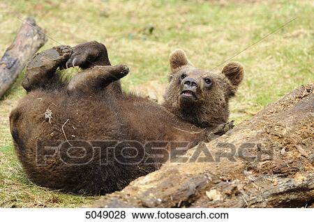 Young brown bear (Ursus arctos) in National Park Bavarian Forest, Germany View Large Photo Image Stock Photo - Young brown bear (Ursus arctos) in National Park Bavarian Forest, Germany . Fotosearch