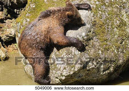 Stock Photograph - Young brown bear (Ursus arctos) in National Park Bavarian Forest, Germany . Fotosearch