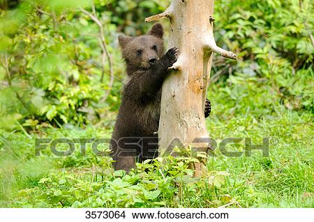 Young Brown Bear (Ursus arctos) in the Bavarian Forest, Germany View Large Photo Image Picture - Young Brown Bear (Ursus arctos) in the Bavarian Forest, Germany . Fotosearch