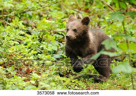Young Brown Bear (Ursus arctos) in the Bavarian Forest, Germany View Large Photo Image Stock Photo - Young Brown Bear (Ursus arctos) in the Bavarian Forest, Germany . Fotosearch