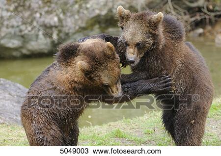 Stock Image - Young brown bears (Ursus arctos) in National Park Bavarian Forest, Germany . Fotosearch