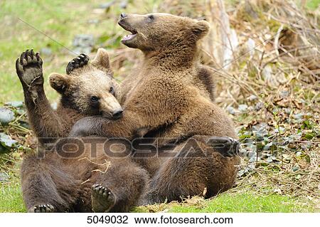 Stock Image - Young brown bears (Ursus arctos) in National Park Bavarian Forest, Germany . Fotosearch