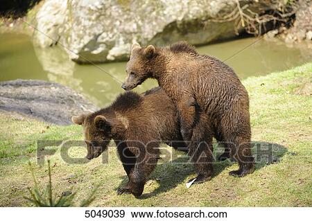 Young brown bears (Ursus arctos) in National Park Bavarian Forest, Germany View Large Photo Image Stock Photo - Young brown bears (Ursus arctos) in National Park Bavarian Forest, Germany . Fotosearch