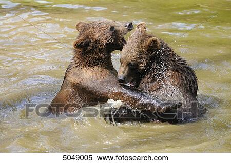 Young brown bears (Ursus arctos) in water, National Park Bavarian Forest, Germany View Large Photo Image Stock Photography - Young brown bears (Ursus arctos) in water, National Park Bavarian Forest, Germany . Fotosearch