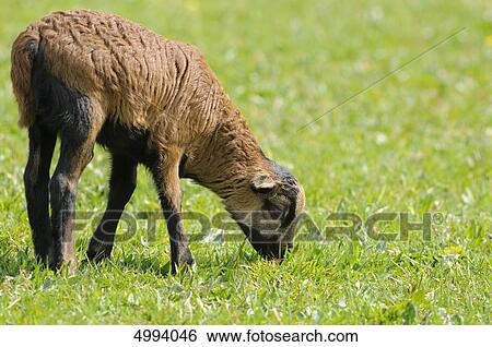 Young Cameroon sheep grazing in pasture View Large Photo Image Stock Photograph - Young Cameroon sheep grazing in pasture . Fotosearch