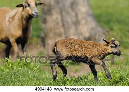 Stock Photo - Young Cameroon sheep in pasture . Fotosearch