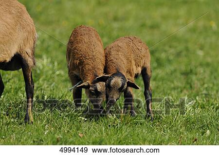 Young Cameroon sheep in pasture View Large Photo Image Stock Photo - Young Cameroon sheep in pasture . Fotosearch