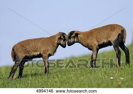 Stock Photograph - Young Cameroon sheep in pasture . Fotosearch