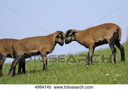 Young Cameroon sheep in pasture View Large Photo Image Stock Photography - Young Cameroon sheep in pasture . Fotosearch