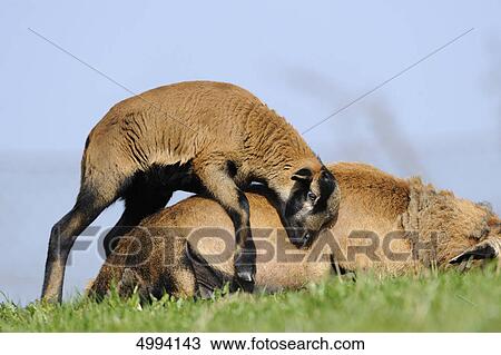 Young Cameroon sheep with mother View Large Photo Image Stock Image - Young Cameroon sheep with mother . Fotosearch