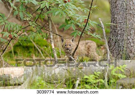 young Carpathian lynx on a tree trunk View Large Photo Image Picture - young Carpathian lynx on a tree trunk . Fotosearch