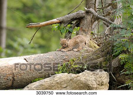 Young Carpathian lynx on a tree trunk View Large Photo Image Stock Image - Young Carpathian lynx on a tree trunk . Fotosearch