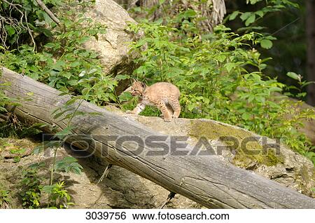 young Carpathian lynx on a tree trunk View Large Photo Image Stock Photograph - young Carpathian lynx on a tree trunk . Fotosearch