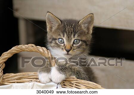 Young cat leaning on a basket View Large Photo Image Stock Photo - Young cat leaning on a basket . Fotosearch