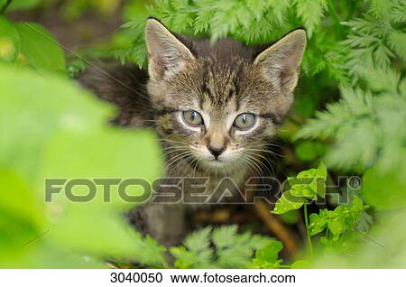 Stock Image - Young cat sitting on the forest floor among shrubs, Berchtesgadener Land, Germany . Fotosearch