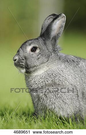 Stock Image - Young chinchilla rabbit in meadow . Fotosearch