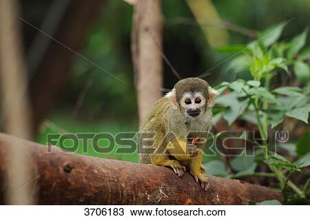Young Common Squirrel Monkey (Saimiri sciureus) on a tree View Large Photo Image Stock Image - Young Common Squirrel Monkey (Saimiri sciureus) on a tree . Fotosearch