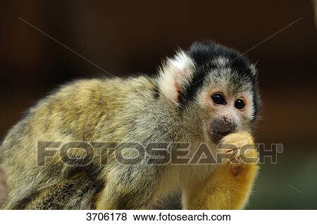 Young Common Squirrel Monkey (Saimiri sciureus) View Large Photo Image Stock Photo - Young Common Squirrel Monkey (Saimiri sciureus) . Fotosearch