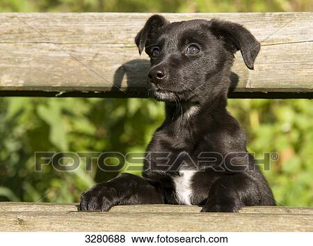 Stock Photo - Young dog watching through wooden fence . Fotosearch