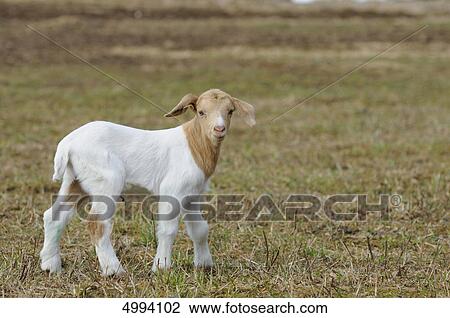 Young domestic goat (Capra aegagrus hircus) in meadow View Large Photo Image Stock Image - Young domestic goat (Capra aegagrus hircus) in meadow . Fotosearch