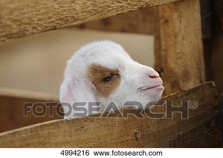 Young domestic goat (Capra aegagrus hircus) looking out of stable View Large Photo Image Stock Photograph - Young domestic goat (Capra aegagrus hircus) looking out of stable . Fotosearch