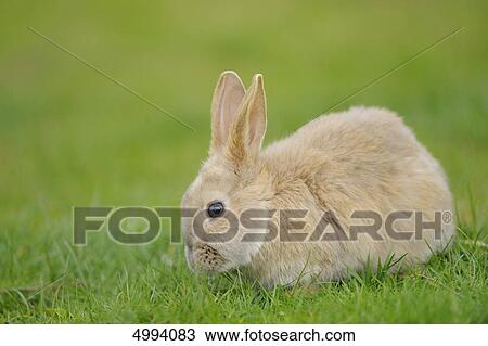Stock Image - Young domestic rabbit in grass . Fotosearch