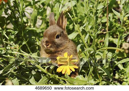 Young dwarf rabbit between plants View Large Photo Image Stock Image - Young dwarf rabbit between plants . Fotosearch