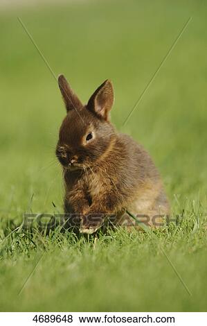 Stock Photo - Young dwarf rabbit in meadow . Fotosearch