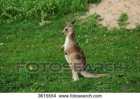 Young Eastern Grey Kangaroo (Macropus giganteus) View Large Photo Image Picture - Young Eastern Grey Kangaroo (Macropus giganteus) . Fotosearch