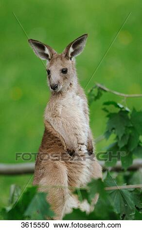 Young Eastern Grey Kangaroo (Macropus giganteus) View Large Photo Image Stock Image - Young Eastern Grey Kangaroo (Macropus giganteus) . Fotosearch