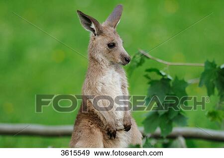 Young Eastern Grey Kangaroo (Macropus giganteus) View Large Photo Image Stock Photo - Young Eastern Grey Kangaroo (Macropus giganteus) . Fotosearch
