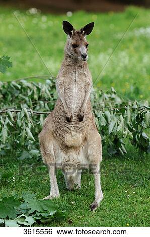 Stock Photograph - Young Eastern Grey Kangaroo (Macropus giganteus) . Fotosearch