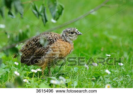 Young female Western Capercaillie (Tetrao urogallus), Bavarian Forest, Germany View Large Photo Image Stock Photograph - Young female Western Capercaillie (Tetrao urogallus), Bavarian Forest, Germany . Fotosearch