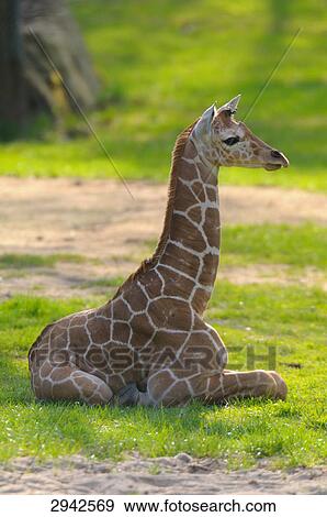 young giraffa (Giraffa camelopardalis) sitting on a meadow, full shot  View Large Photo Image Stock Photo - young giraffa (Giraffa camelopardalis) sitting on a meadow, full shot . Fotosearch