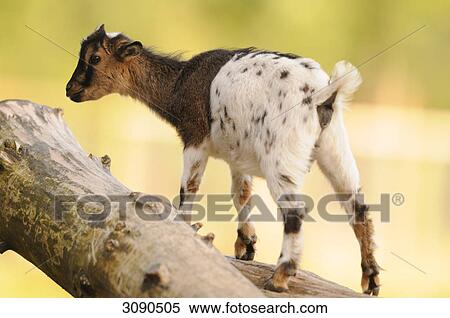 Young goat (Capra aegagrus hircus) on tree trunk, rear view View Large Photo Image Stock Photography - Young goat (Capra aegagrus hircus) on tree trunk, rear view . Fotosearch
