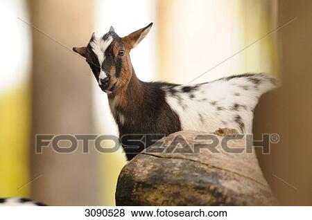 Young goat (Capra aegagrus hircus) behind tree trunk, eye contact View Large Photo Image Stock Photo - Young goat (Capra aegagrus hircus) behind tree trunk, eye contact . Fotosearch